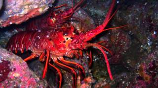 Lobsters Can Affect Our Thinking