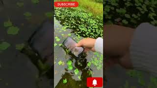 how to shoot underwater video with phone | underwater mobile video geography