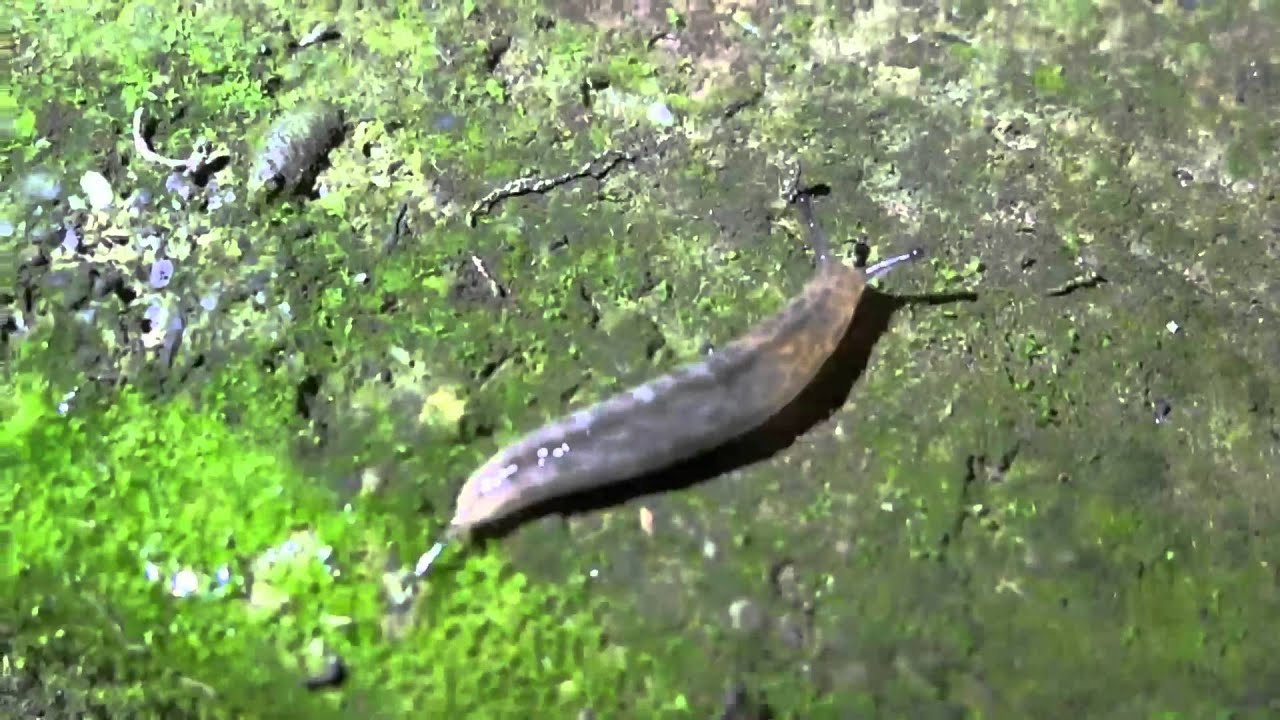 12 03 18 蛞蝓 Youtube