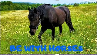 ANDALUSIAN HORSE AND A MOVING DAISY MEADOW - Relaxing music video