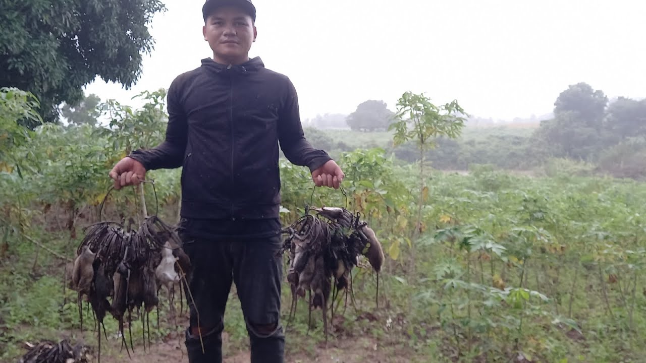 Bẫy chuột đỉnh cao: bẫy trúng 100% số bẫy