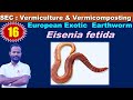SEC zoology16: European exotic Earthworm:  Eisenia fetida: by Anand sir