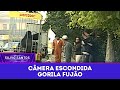 Gorila Fujão Câmeras Escondidas 25 07 25