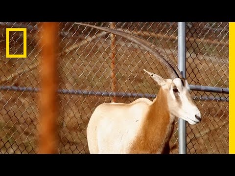 Scimitar-Horned Oryx Making a Comeback | National Geographic