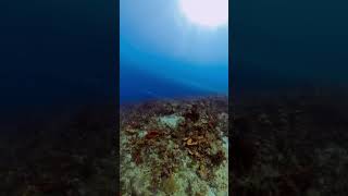 Dive #30 | Giant Loggerhead Turtles & Nurse Sharks During Ocean Cleanup Dive!