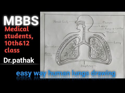 How To Draw A Human Lungs Exam Human Respiratory System Drawing