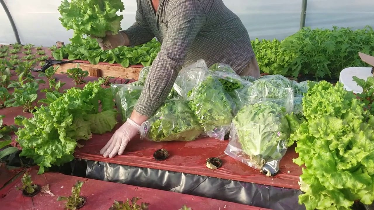 Harvesting Hydroponic Lettuce YouTube