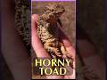 Interesting Facts about Horned Lizard Amazing Zoo Miami Animals #animals