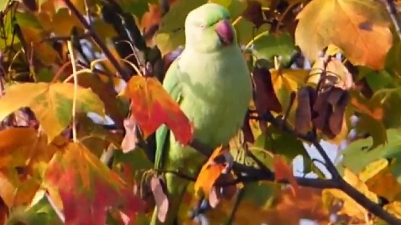 Alexandersittich - YouTube