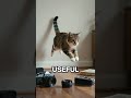 Pure feline chaos magic #cats #funnycats #petvideos