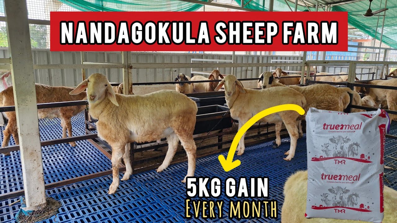 Nandagokula Sheep Farm And TMR Cattle Feed Chikka Tirupathi 97435 39045