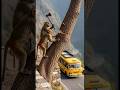 A monkey warns a bus and saves the passengers.#animals #wildlife #animalrescue #rescue