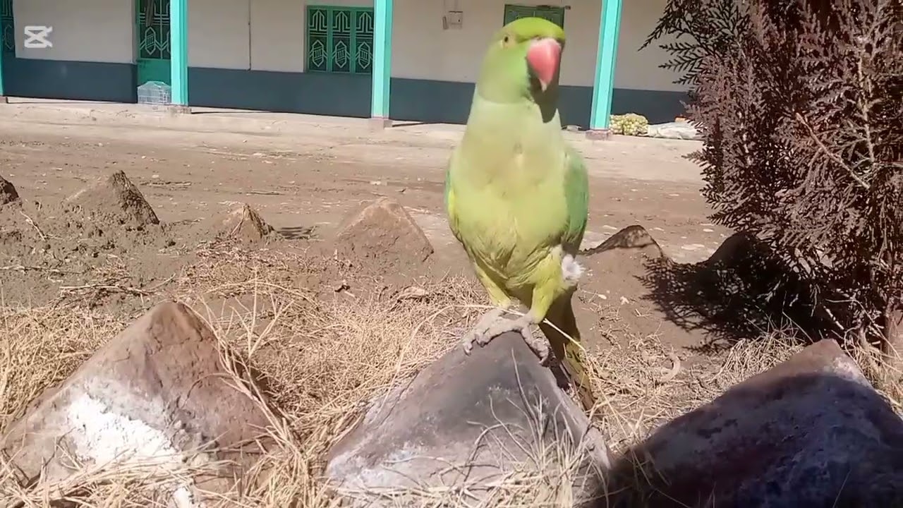 My Cute Green Parrot Enjoying the 🌞 birds 