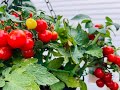 芯止まり型トマトの着花習性