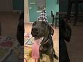 Meet Zoey, the dog with the longest tongue🐶