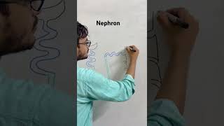How to draw a nephron…