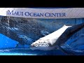 Maui Ocean Center (The Aquarium Of Hawaii) Tour & Review with The Legend