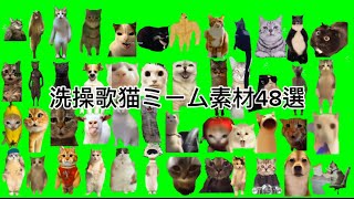 洗操歌猫ミーム素材48選#猫ミーム#猫ミーム素材