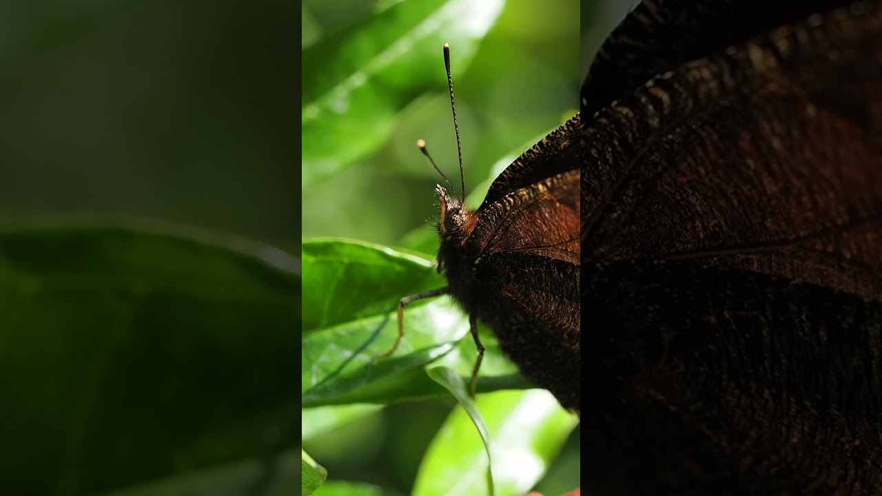 315 dormant butterfly macro