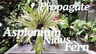 EASY Propagation Asplenium Nidus Fern + Care Tips (Satisfying Updates At The End!)