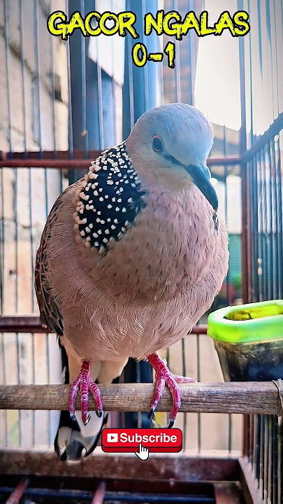 suara pikat burung TEKUKUR gacor ngALAs 0-1 #shorts #shortsfeed #shortvideo #short #shortsvideo