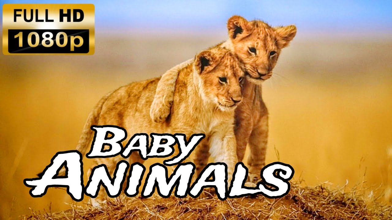 Cute Baby Animals Young Baby Animals Animal Documentary YouTube cute-baby-animals-young-baby-animals-animal-documentary-youtube