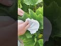 Squash bug egg removal