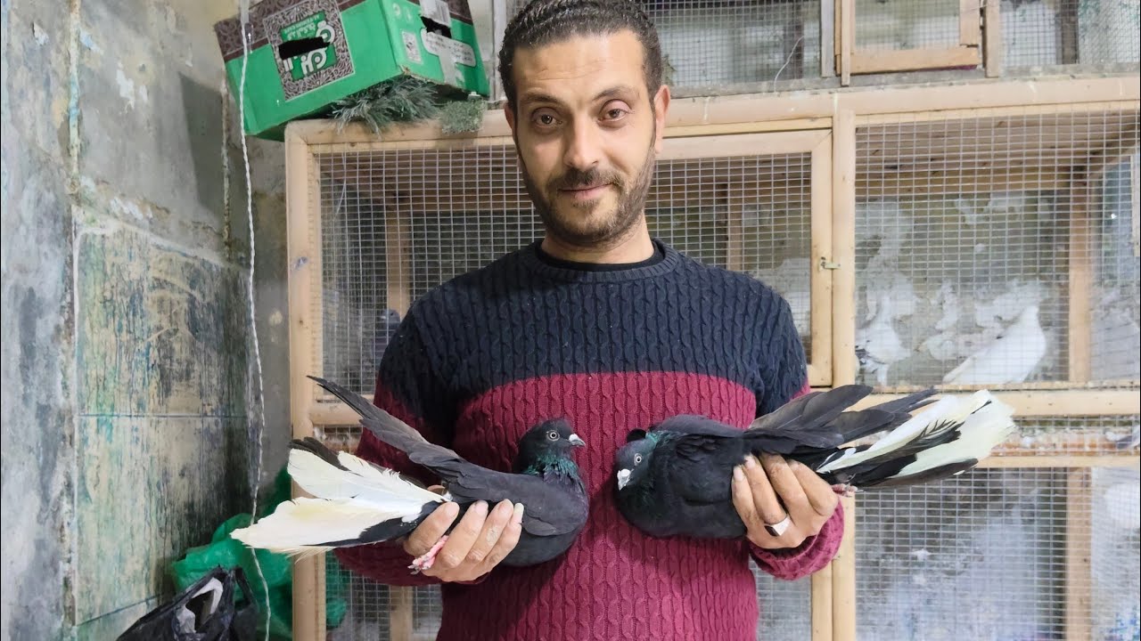 عرض رمضان مجموعه حمام ببلااااش🔥 غزار وزواجل وزينه عند ابو ذياد للتواصل 01201789034