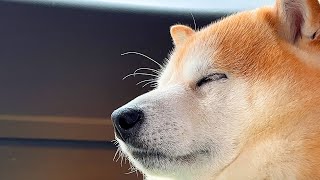 It wasn't something wrong with the car, it was the Shibe's extremely loud snort. by 柴犬らんまる 55,790 views 3 weeks ago 4 minutes, 46 seconds