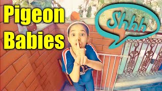 Pigeon babies in Our Balcony | Harpreet SDC