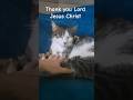 My cats and the Word of God