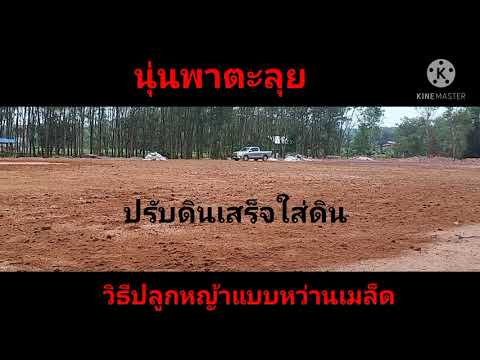 วีดีโอ: การบริโภคเมล็ดหญ้าในสนามหญ้า: ต้องการเท่าไหร่ต่อ 1 M2 และต่อร้อยตารางเมตร? อัตราการหว่านเมล็ด การคำนวณจำนวนเมล็ดเป็นกิโลกรัม ต้องการเมล็ดพันธุ์ 1 กิโลกรัม ที่ดินเท่าไหร่?