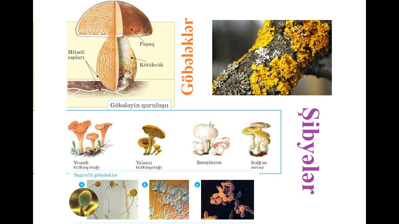 Göbələklər. Şibyələr