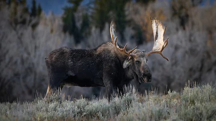 Bull Moose Challenges Legendary Hoback and Instantly Regrets it! Grand Teton National Park