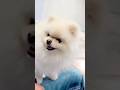 3 things my dog is good at 🐶 cute puppy dog 🥰 #cute #puppy #dog #pomeranian #shorts