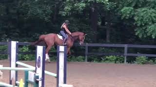 Dennis Rodman - 3’ - 3’6 Eq course - 06/2020