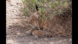 Bobcat hides in bush and catches squirrel