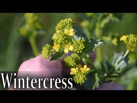 Video: Can You Eat Wintercress – Informații despre consumul de verdeață de Wintercress