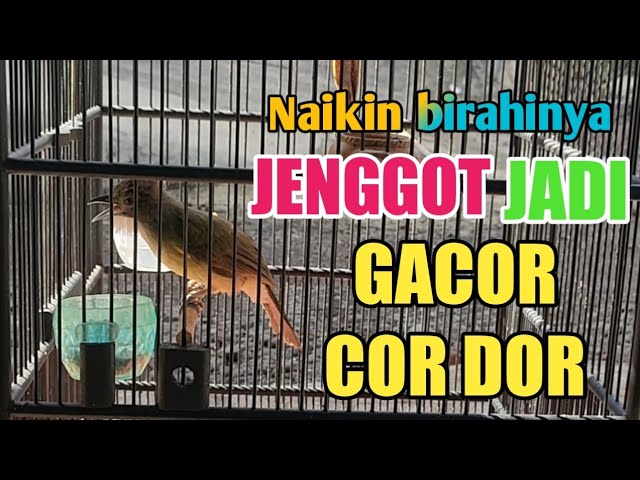 CARA NAIKAN BIRAHI BURUNG CUCAK JENGGOT AGAR BUNYI GACOR class=