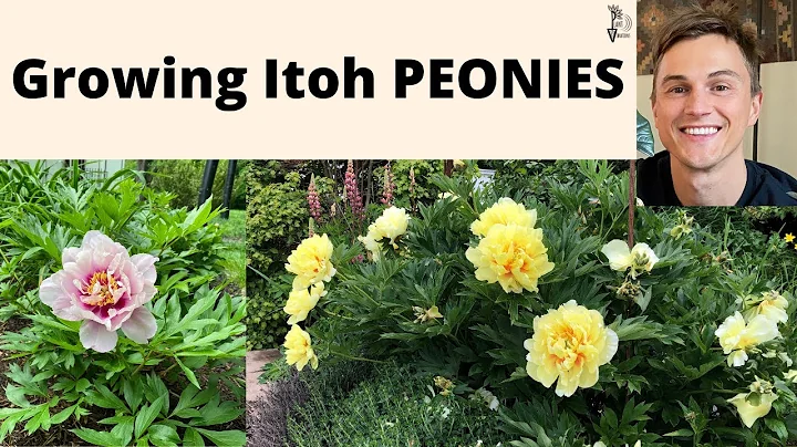 ITOH PEONY PLANTS: Best Peonies in the Garden - DayDayNews