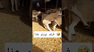 ناري المثلية كاينة تافل حوالة معطلوش 🤣🤣 #rabat #اكسبلور #اهميه #فاس #عيد_الاضحى #كبش_ #حولي_العيد #س
