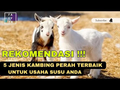 Jenis Kambing Paling Bagus
