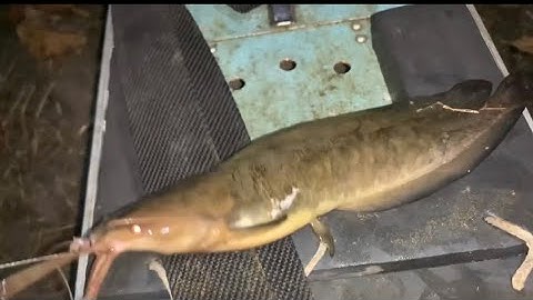 Săn cá trê vàng và cấm câu cá lóc|Đổ Ngọc Hồ