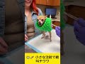 😹💉 小さな注射で絶叫チワワ #shorts #chihuahua #funnydog #vet