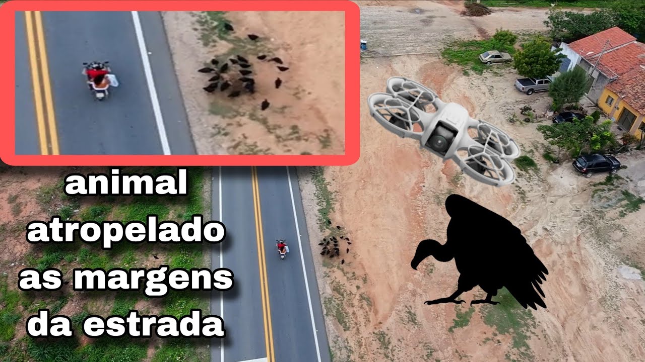 Durante voo com o dji neo flagramos um animal morto a beira da estrada sendo devorado por urubus 