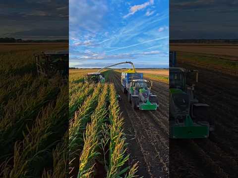 Chopping Maize For Silage CLAAS Jaguar Forage Harvester