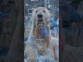 Pet Dental Cleaning Before &amp; After – Shocking Transformation!