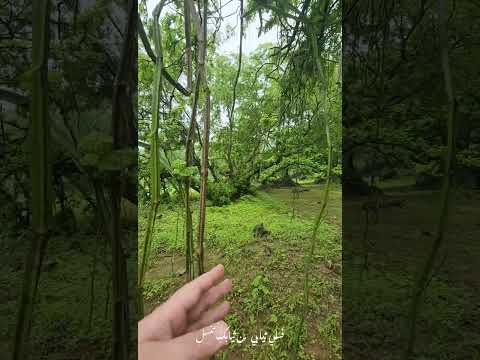 أفاطم مهلا امرؤ القيس إلقاء أسامة الواعظ