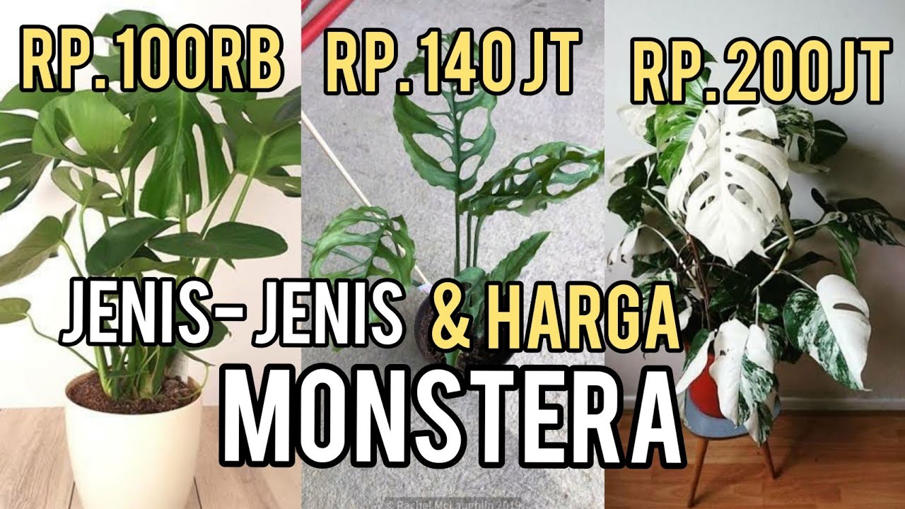 7 Jenis  Monstera Dan  Harganya  Paling Populer YouTube