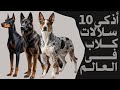أذكى 10 سلالات كلاب في العالم لن تصدق من في المركز الأول أذكى 10 سلالات كلاب في العالم لن تصدق من في المركز الأول